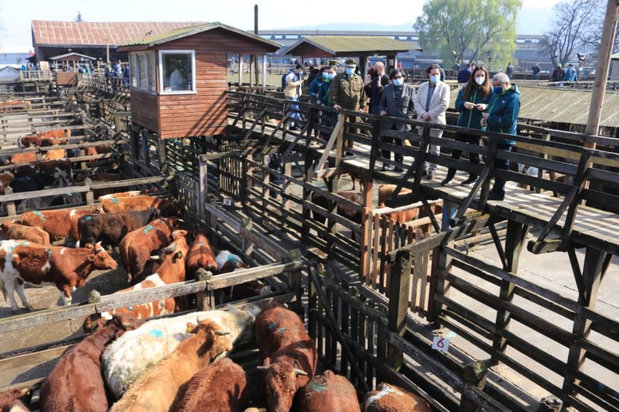 FIESTAS PATRIAS: AUTORIDADES FISCALIZAN FERIA DE ANIMALES Y LLAMAN A DENUNCIAR EL DELITO DE ABIGEATO